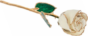 61-9149 Lacquered White Rose with Gold Trim